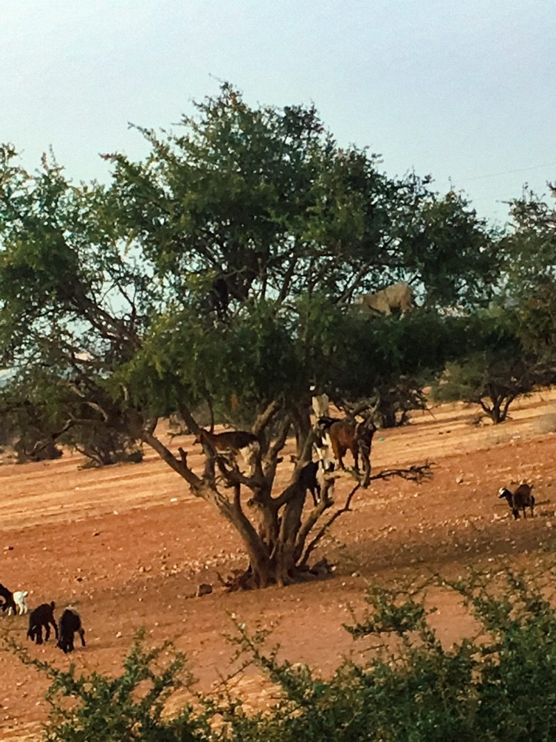 Goats in a tree as part of the Morocco travel guide