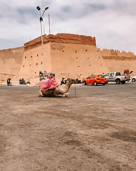 A camel lies down near cars next to the walls of Marrakech.