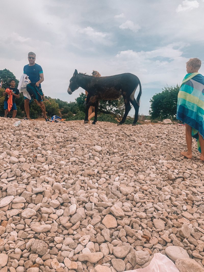 A donkey on a pebble beach surrounded by people