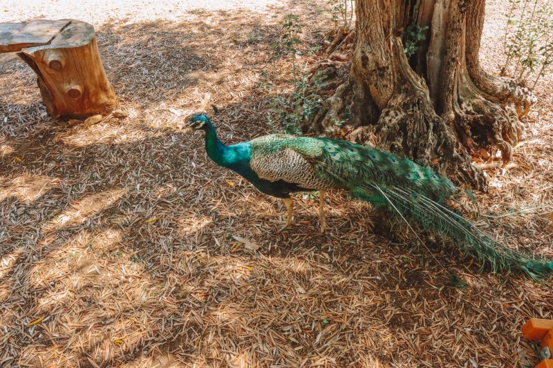 A peacock on Lokrum island