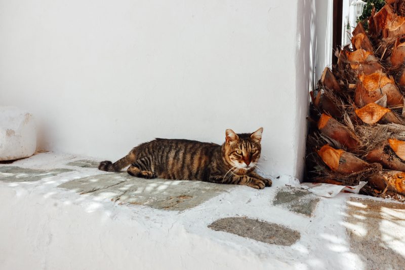 A cat in Folegandros sleeping and lying down on a wall.