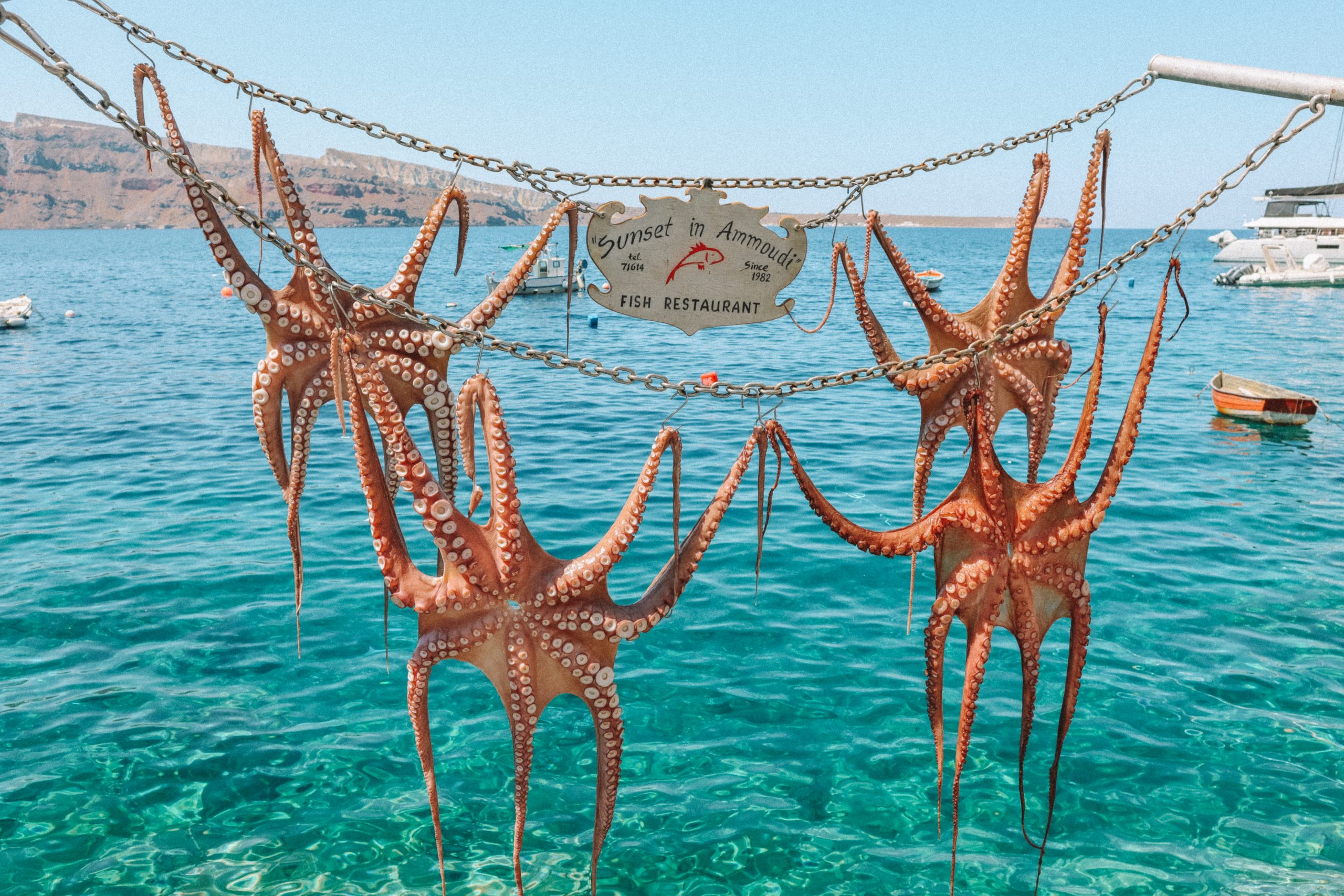 Octopuses drying out before being ready to be eaten with turquoise waters in the background