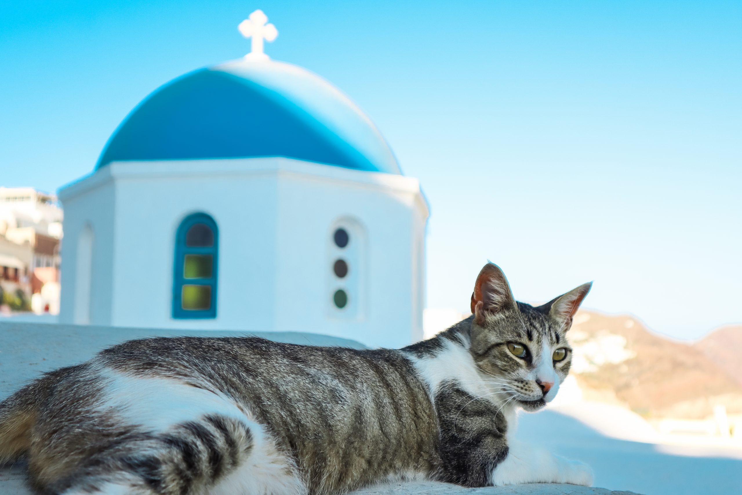 A tabby cat with the blue Santorini church dome behind it. Things to do in Oia