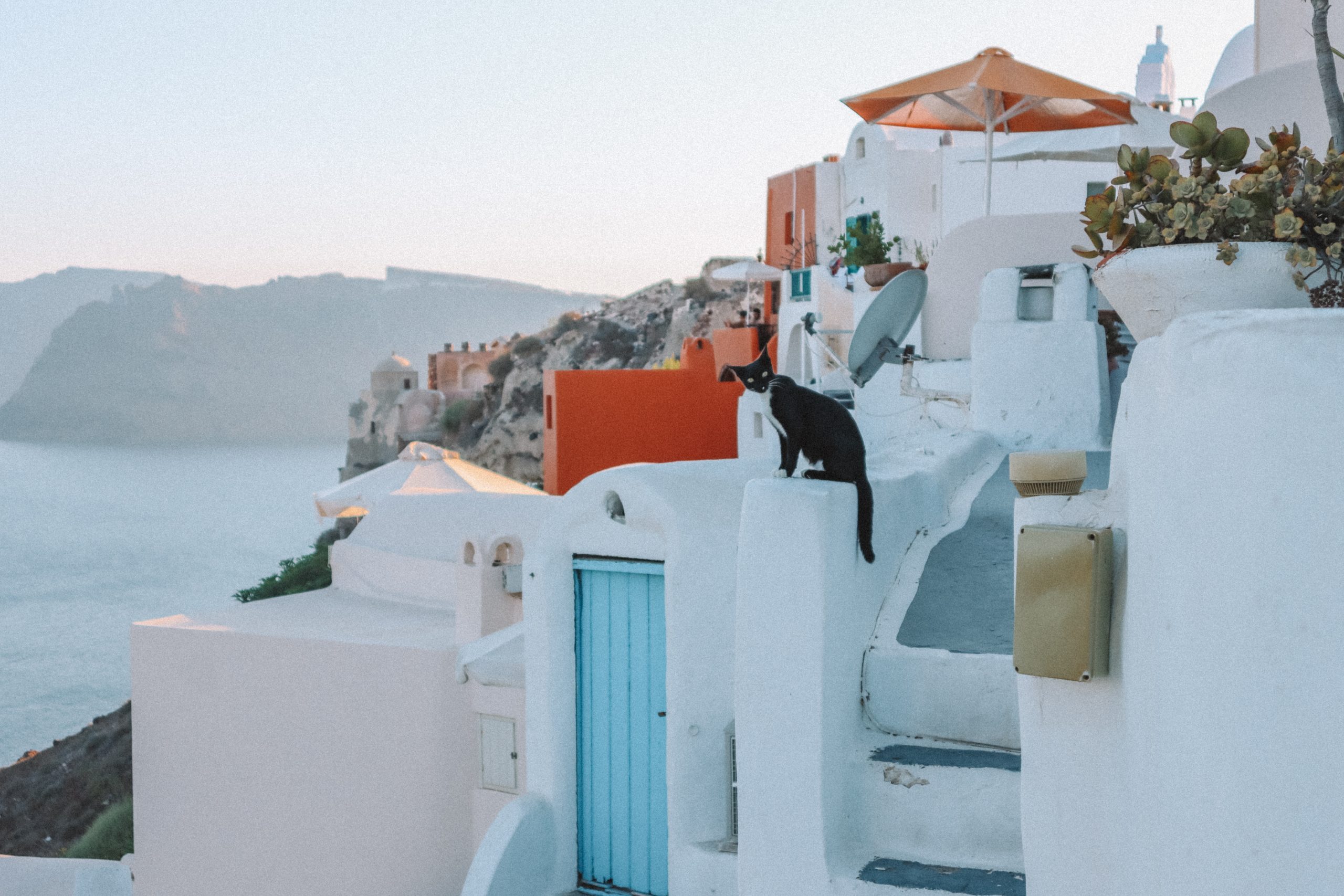 A cat sat on a whitewashed building in Oia, Santorini.