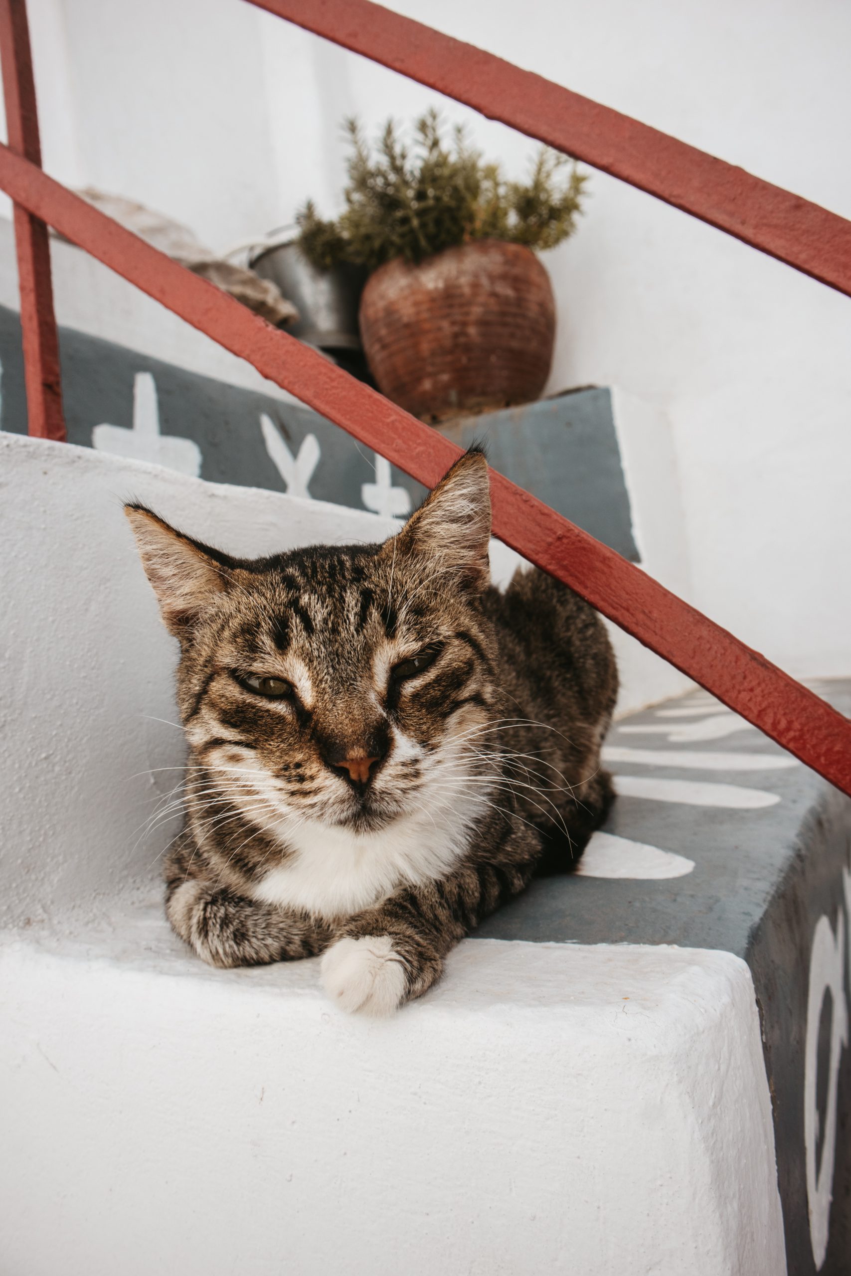A cat relaxing in Parakia. Things to see in Paros