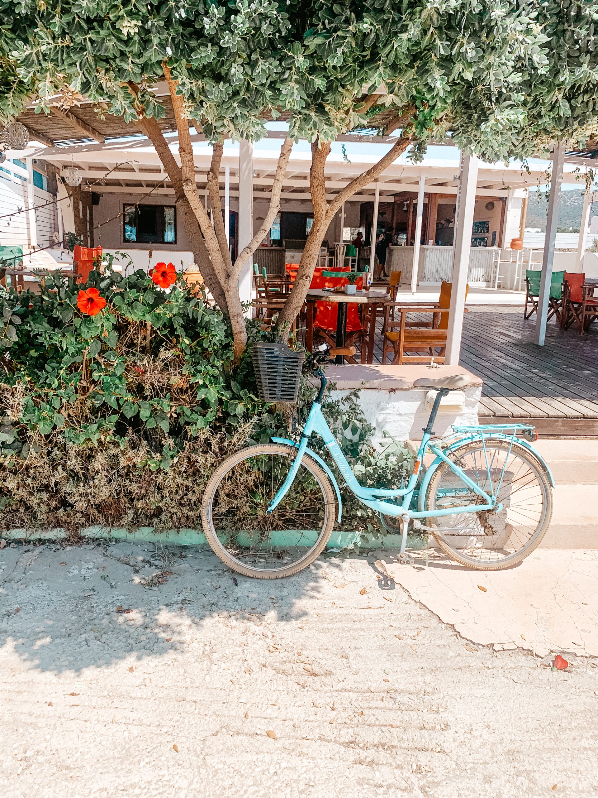 A bike in front of a tree at Despotiko restaurant in Antiparos. Things to do in Antiparos